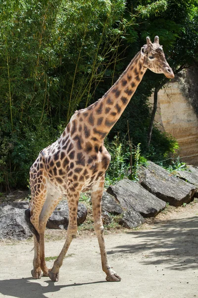 Kordofan giraffe (giraffen Giraffe antiquorum) — Stockfoto