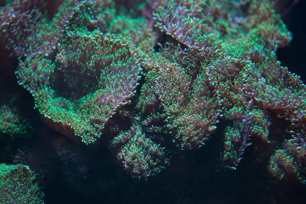 Flower mushroom coral — Stock Photo, Image