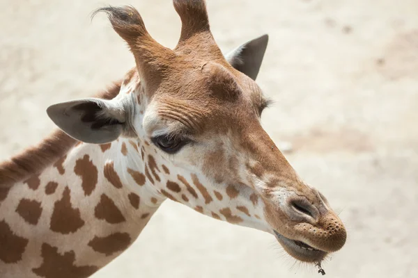 Kordofan Giraffe (Giraffa camelopardalis antiquorum) — Stockfoto