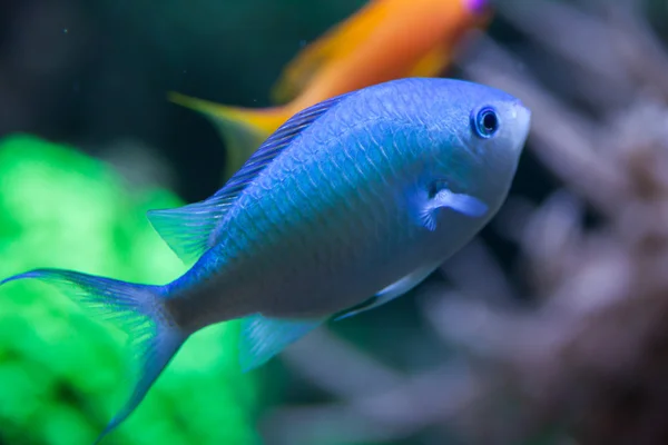 Chromis verde (Chromis viridis ) — Fotografia de Stock