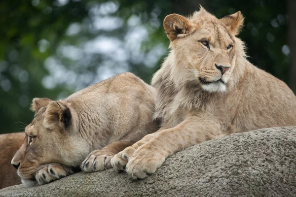 Leeuwin en jonge mannetjes leeuw — Stockfoto