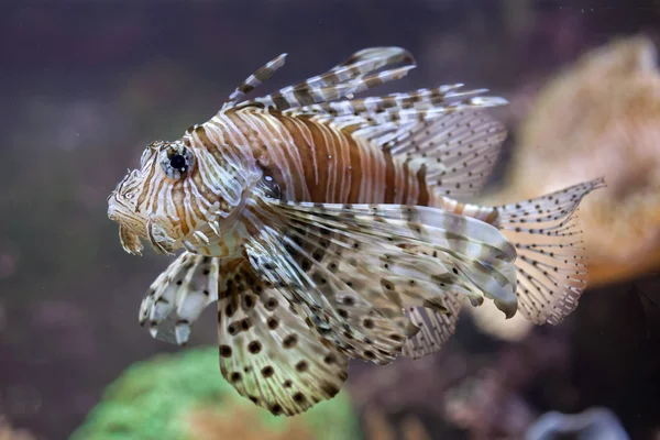 Red lionfish (Pterois volitans). Royalty Free Stock Photos