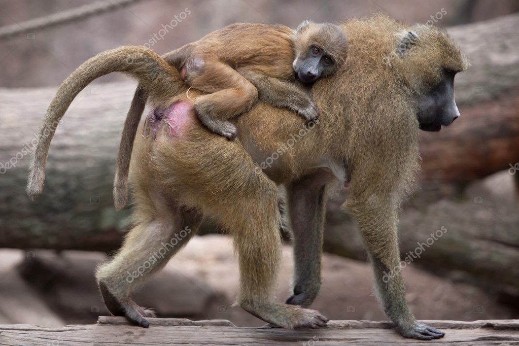 Guinea paviáni (Papio papio). — Stock Fotografie © wrangel 128240930