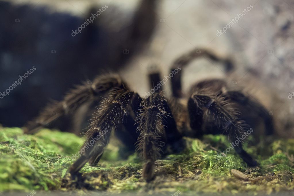 Brazilian salmon pink birdeating tarantula Stock Photo by ©wrangel