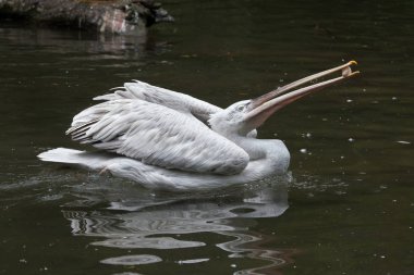 Dalmaçyalı pelikan (Pelecanus crispus). 