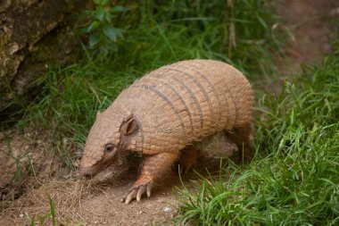 Altı şeritli Armadillo (Euphractus Sexcinctus)