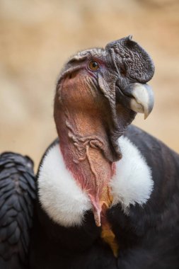 Andean condor (Vultur gryphus). clipart