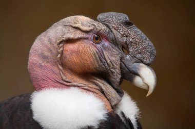 Andean condor (Vultur gryphus). clipart