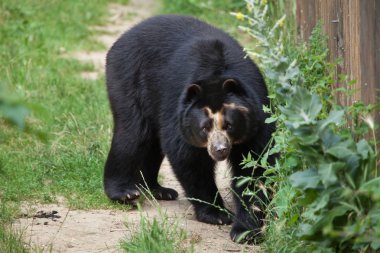 Spectacled bear (Tremarctos ornatus) clipart