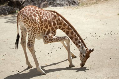 Kordofan zürafa (zürafa zürafa antiquorum)