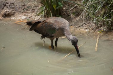 Hadada Ibis (Bostrychia hagedash)