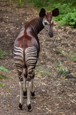 Okapi (Okapia johnstoni).