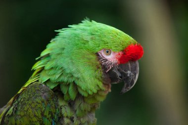 Bolivya askeri Amerika papağanı (Ara militaris boliviana).