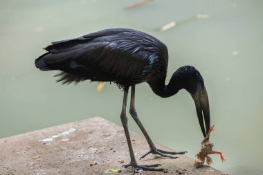 Afrika openbill (Anastomus lamelligerus).