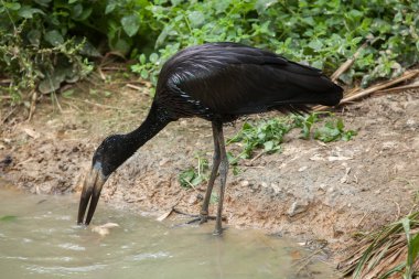 Afrika openbill (Anastomus lamelligerus).