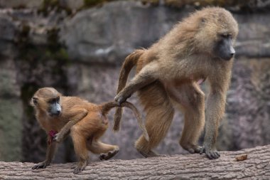 Guinea baboons (Papio papio).  clipart