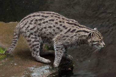 balıkçı kedi (Prionailurus viverrinus). 