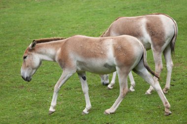Turkmenian kulans (Equus hemionus kulan).