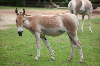 Turkmenian kulans (Equus hemionus kulan). clipart