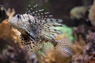 Kırmızı lionfish (Pterois volitans).