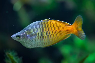 Boeseman'ın rainbowfish (Melanotaenia boesemani).