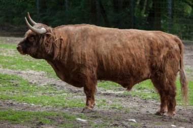 İskoç yayla sığır (Bos primigenius Toros). 