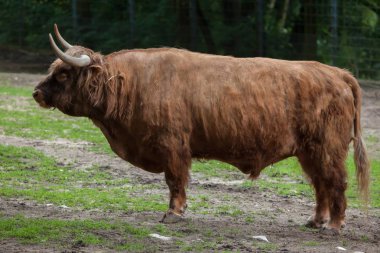 Scottish highland cattle (Bos primigenius taurus).  clipart