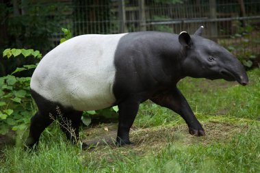 Malayan tapir (Tapirus indicus). clipart