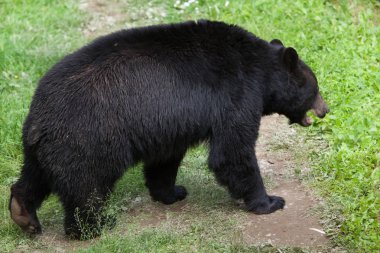 Amerikan kara ayısı (Ursus americanus).