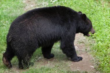 American black bear (Ursus americanus). clipart