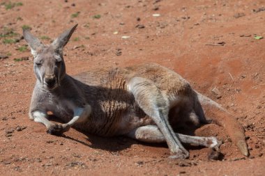 Kırmızı Kanguru (Macropus Rufus). 