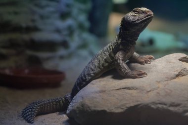 Kuzey Afrika mastigure (Uromastyx acanthinura)