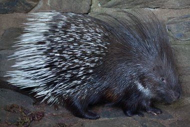 Hint tepeli kirpi (Hystrix indica)