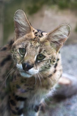 Serval (Leptailurus serval) clipart