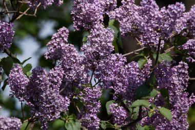 Blossoming lilac (Syringa vulgaris).  clipart