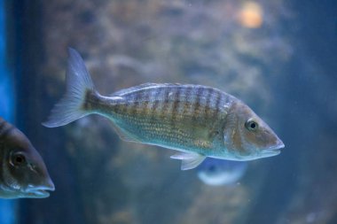 Kum steenbras (Lithognathus mormyrus).