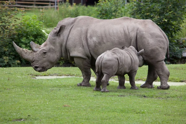 Southern white rhinoceros (Ceratotherium simum simum). — Stock Photo, Image