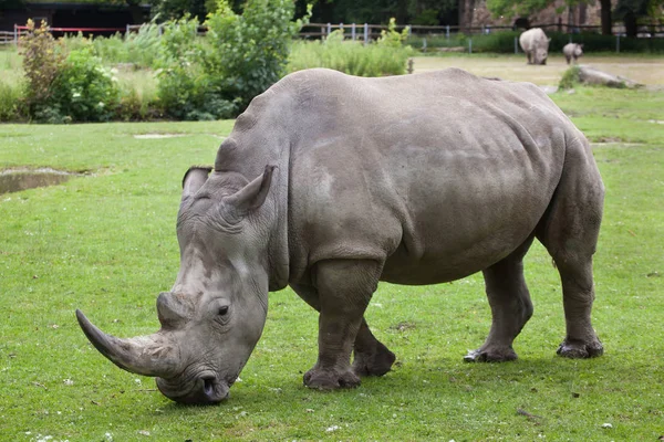 Rhinoceros brancos do sul (Ceratotherium simum simum). — Fotografia de Stock