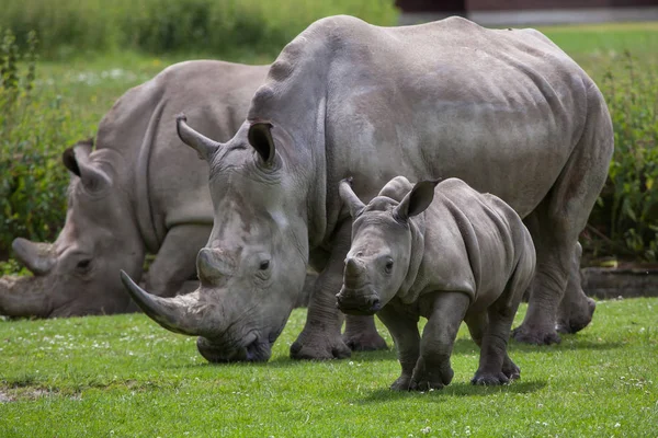 Zuidelijke witte neushoorn (Ceratotherium simum simum)). — Stockfoto