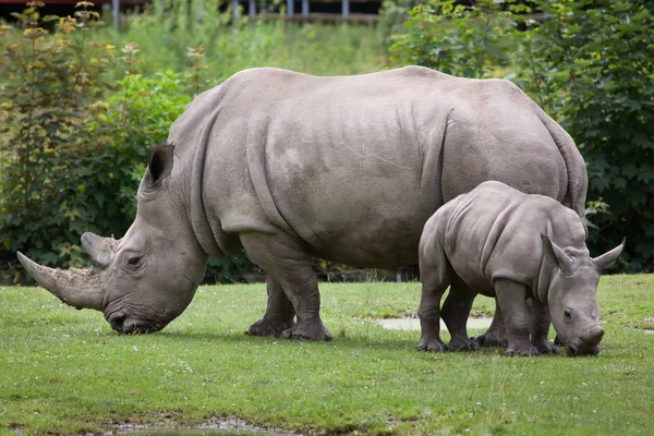 南方白犀牛(Ceratotherium simum simum)). — 图库照片