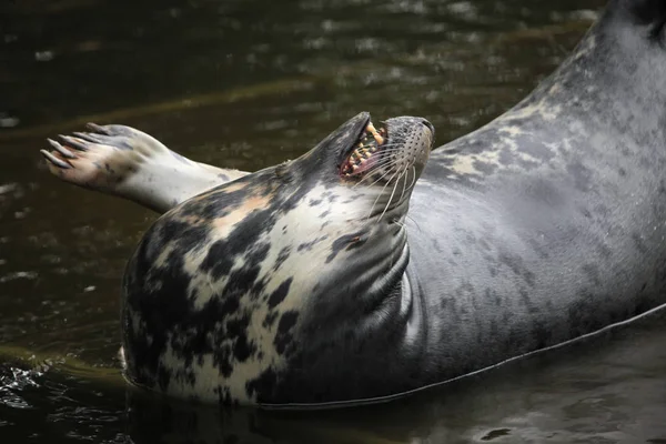 Grey seal (Halichoerus grypus). — Stock Photo, Image