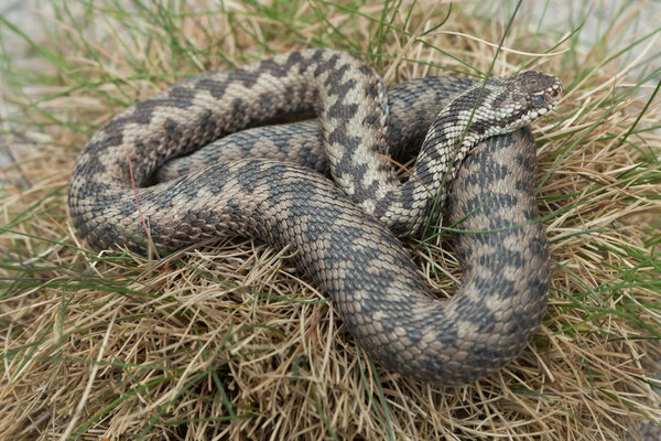 Европейская гадюка (Vipera berus)
).