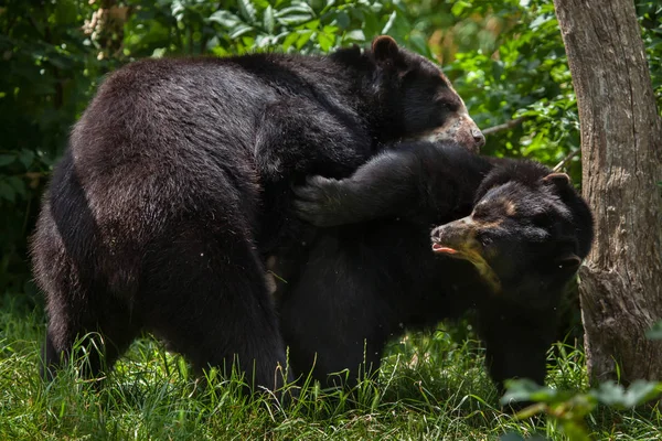 Skarvar björnar (Tremarctos ornatus) — Stockfoto