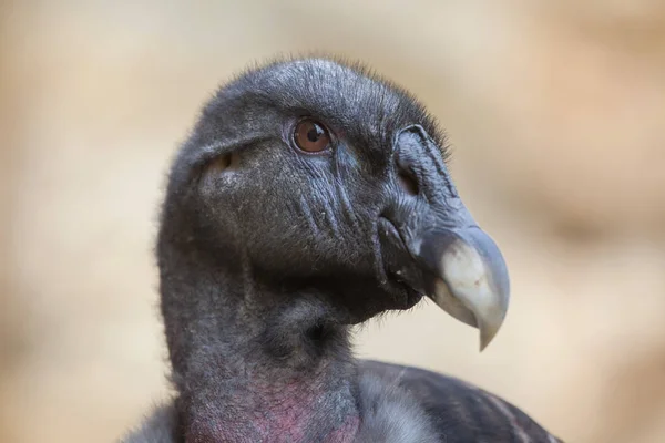 Condor andino (Vultur gryphus). — Fotografia de Stock