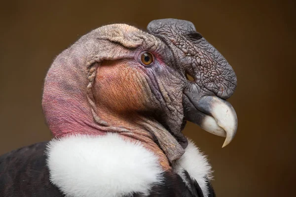 Andský kondor (Vultur gryphus). — Stock fotografie