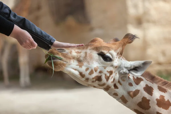 Kordofan giraffe (Giraffa camelopardalis antiquorum) — Stock Photo, Image