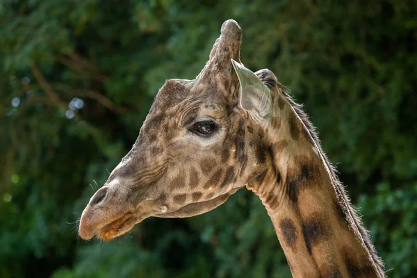 Kordofan zsiráf (Giraffa camelopardalis antiquorumot) — Stock Fotó