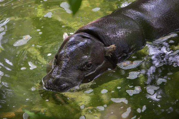 Pygmy hippopotamus (Choeropsis liberiensis). — Stok Foto