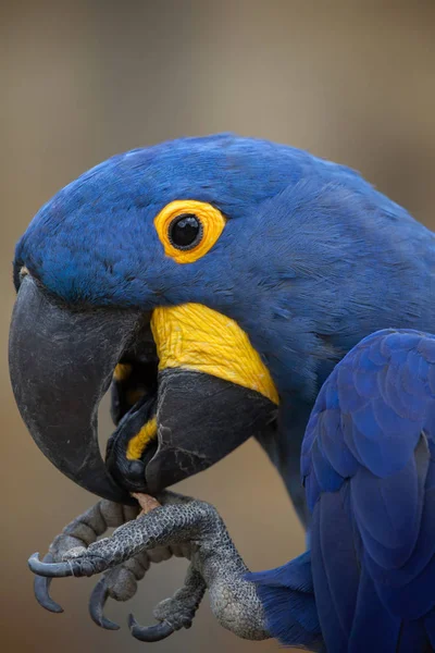 Arara-de-jacinto (Anodorhynchus hyacinthinus ). — Fotografia de Stock