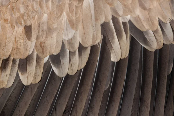 Avvoltoio cinereo (Aegypius Monachus ). — Foto Stock